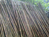BAMBOO DRYING UNDER THE SUN AND ITS STRAIGHTNESS