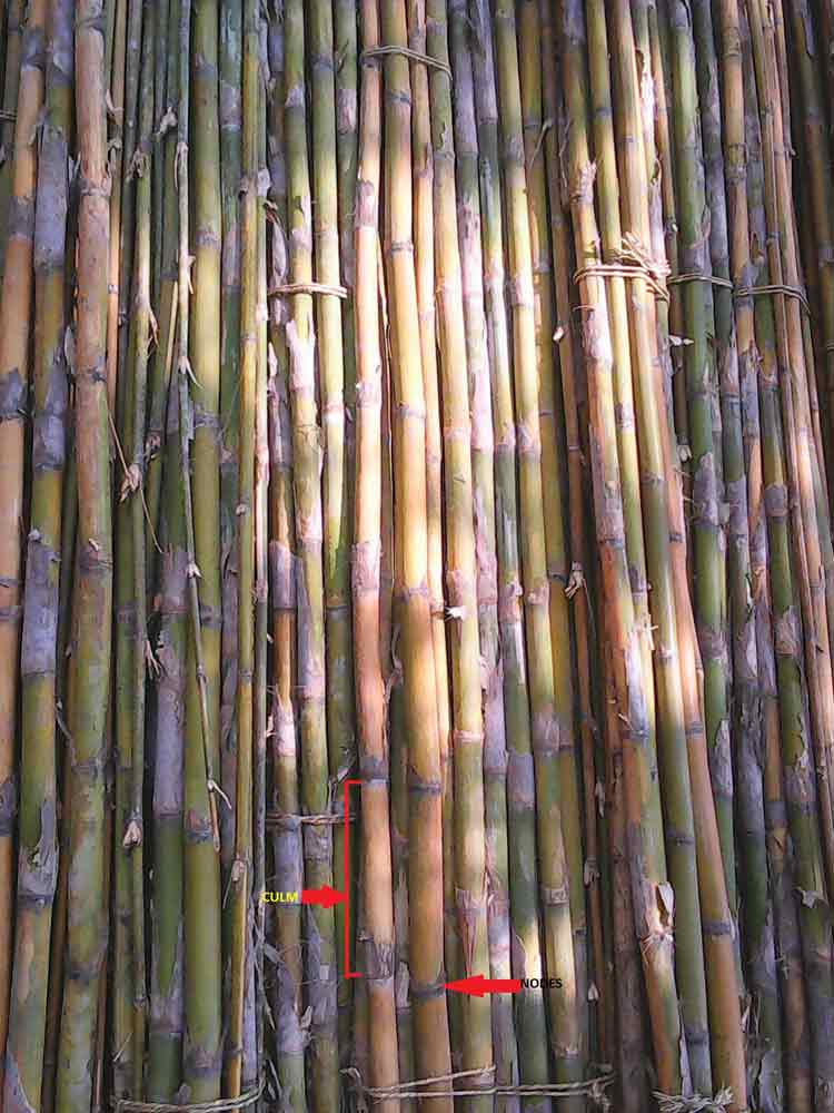 Calcutta Bamboo Harvesting