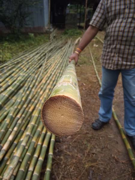 Calcutta Bamboo - POLES/ FISHINGS TACKLE