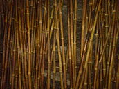 BAMBOO DRYING IN SHED