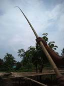 CALCUTTA BAMBOO IN LIFTING POSITION