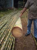 CALCUTTA BAMBOO SOLID DIA